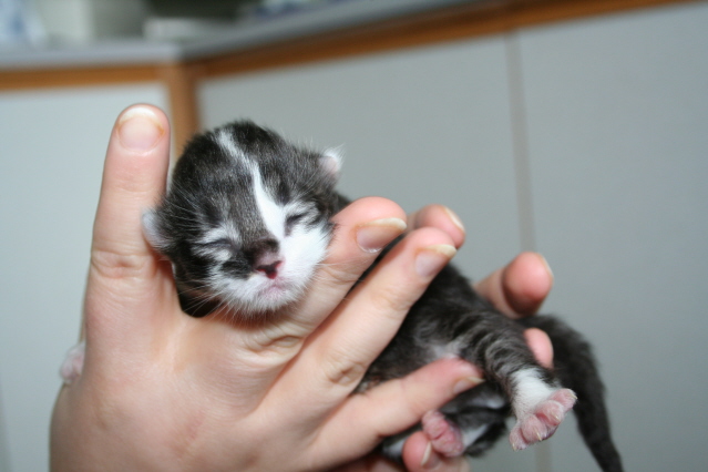 kittenpics084.jpg