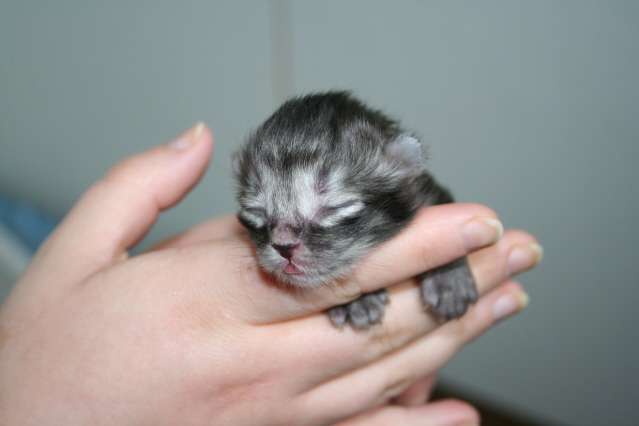 kittenpics086.jpg