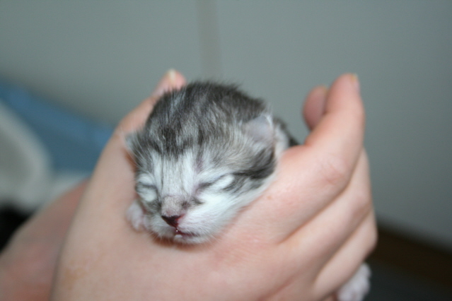 kittenpics087.jpg