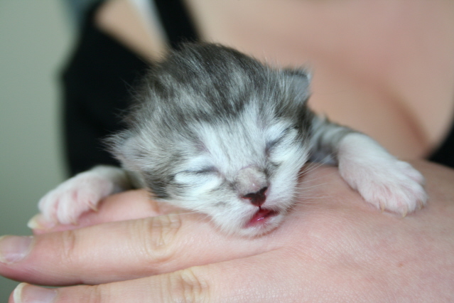 kittenpics109.jpg