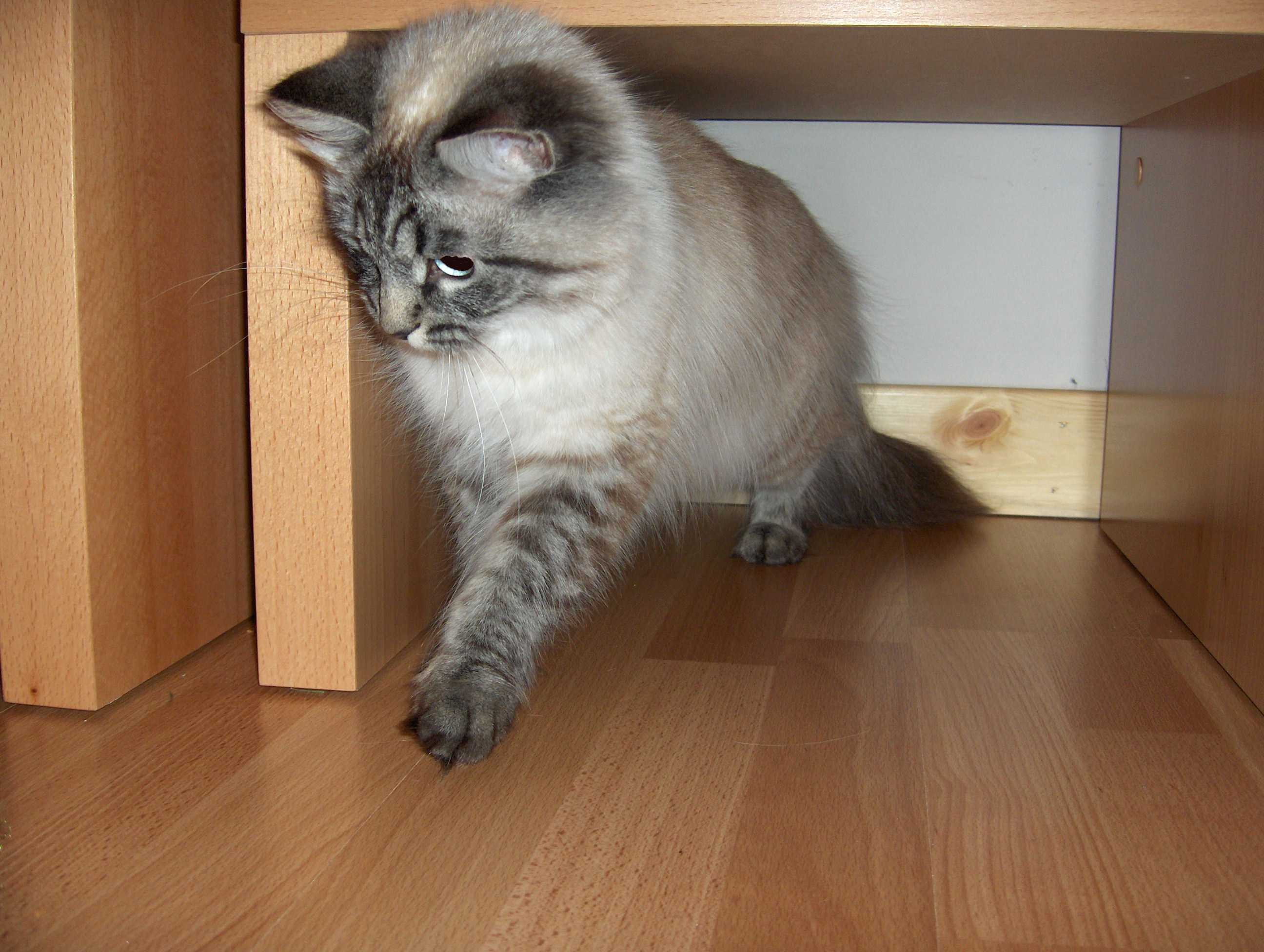  ushka playing